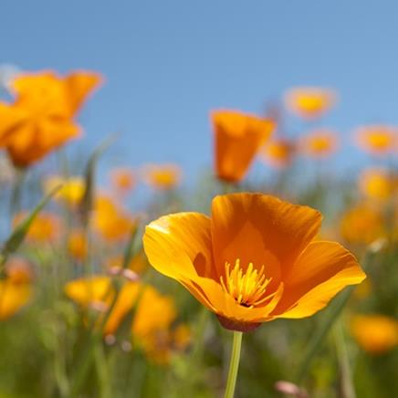 Natural active Eschscholzia